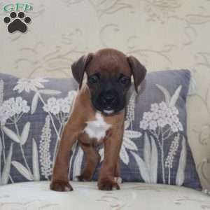 Chevy, Boxer Puppy
